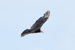 Cathartes melambrotus