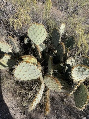 Opuntia engelmannii
