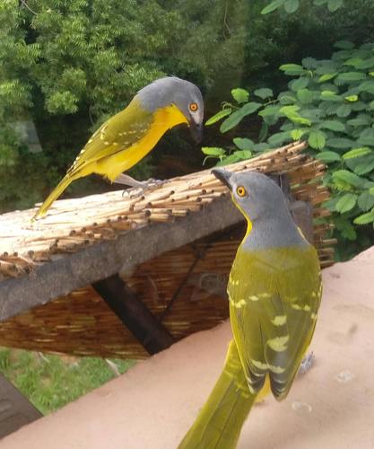 Grey-headed Bushshrike