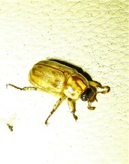 Cyclocephala signaticollis