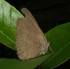 Hermeuptychia hermes