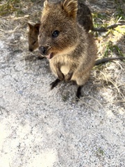 Setonix brachyurus