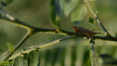 Conocephalus exemptus