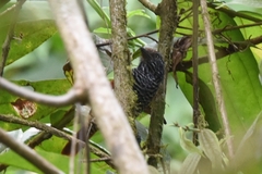 Thamnophilus tenuepunctatus