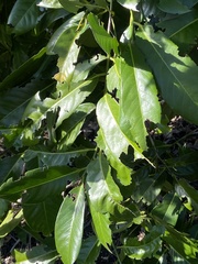 Coffea arabica