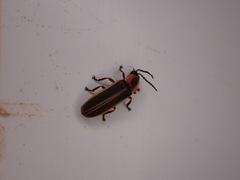 Photinus