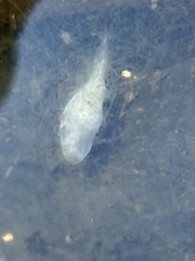 Gymnocephalus cernua