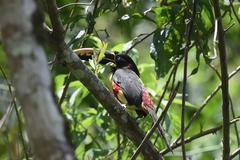 Pteroglossus castanotis