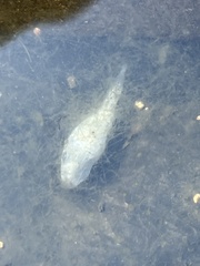 Gymnocephalus cernua