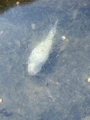 Gymnocephalus cernua