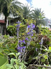 Salvia farinacea