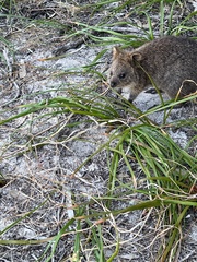 Setonix brachyurus