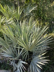 Serenoa repens