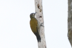 Dryobates passerinus