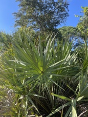 Serenoa repens