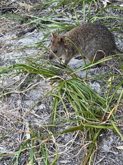 Setonix brachyurus
