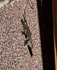Sceloporus occidentalis