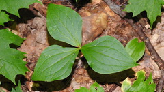 Trillium erectum