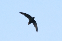 Chaetura cinereiventris