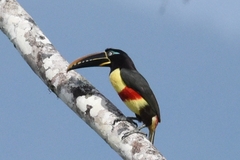 Pteroglossus castanotis