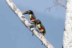 Pteroglossus castanotis