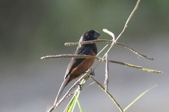 Sporophila angolensis