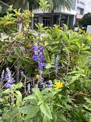Salvia farinacea