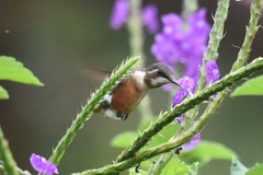 Calliphlox amethystina