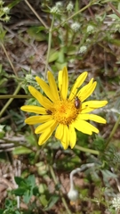 Senecio ceratophylloides