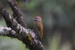 Dryobates passerinus