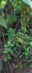 Anthurium caramantae