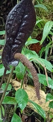 Anthurium caramantae