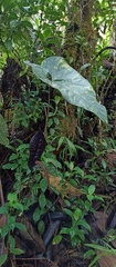 Anthurium caramantae