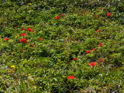 Image of Calliandra tweediei by (c) vinicius_s_domingues, some rights reserved (CC BY)