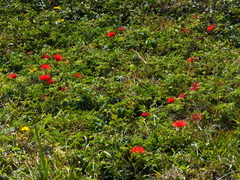 Calliandra tweediei