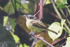 Tolmomyias sulphurescens