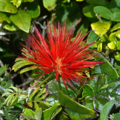 Calliandra tweediei