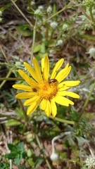 Senecio ceratophylloides