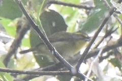 Vireolanius leucotis