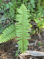 Nephrolepis exaltata