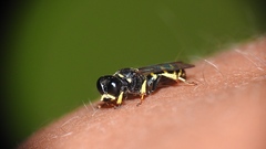 Crabroninae