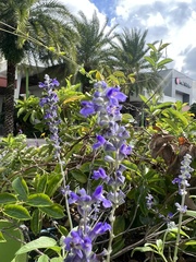 Salvia farinacea