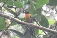 Lanio fulvus