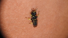 Crabroninae