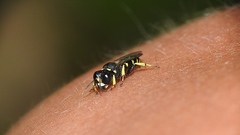 Crabroninae