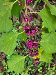 Callicarpa americana