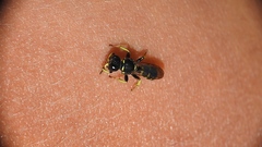 Crabroninae