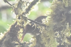 Anabacerthia ruficaudata