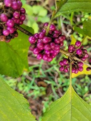 Callicarpa americana