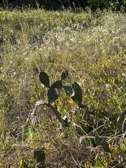 Opuntia austrina